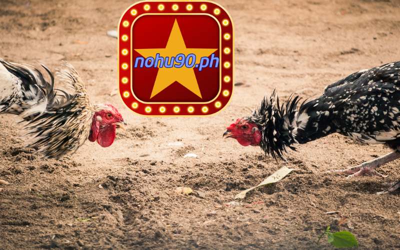 nohu90 Trực Tiếp Đá Gà Casino