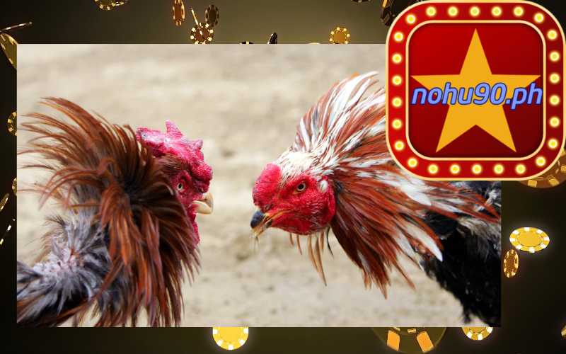 Đá Gà Trực Tiếp Thomo 24/7 tại nohu90