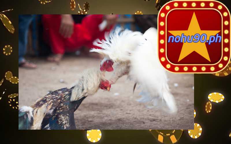 Đá Gà Philippines Cựa Dao tại nohu90